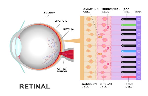 retinal anatomy